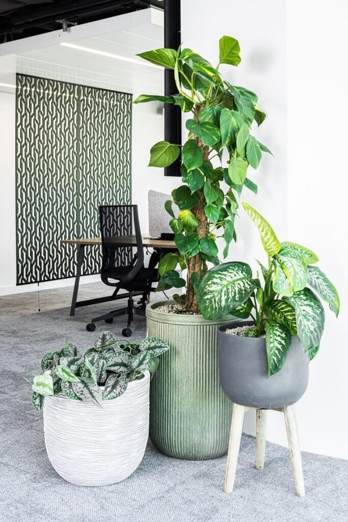 Planting and pots at Endava, London by Verdantia