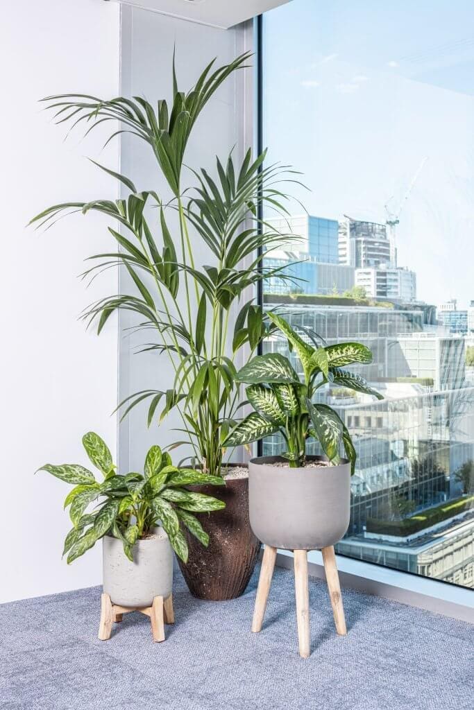 Planting and pots at Endava, London by Verdantia
