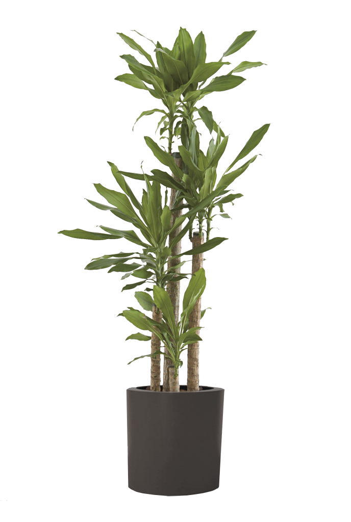 fragrans with pot